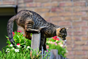 Como espantar cães e gatos da horta e do jardim