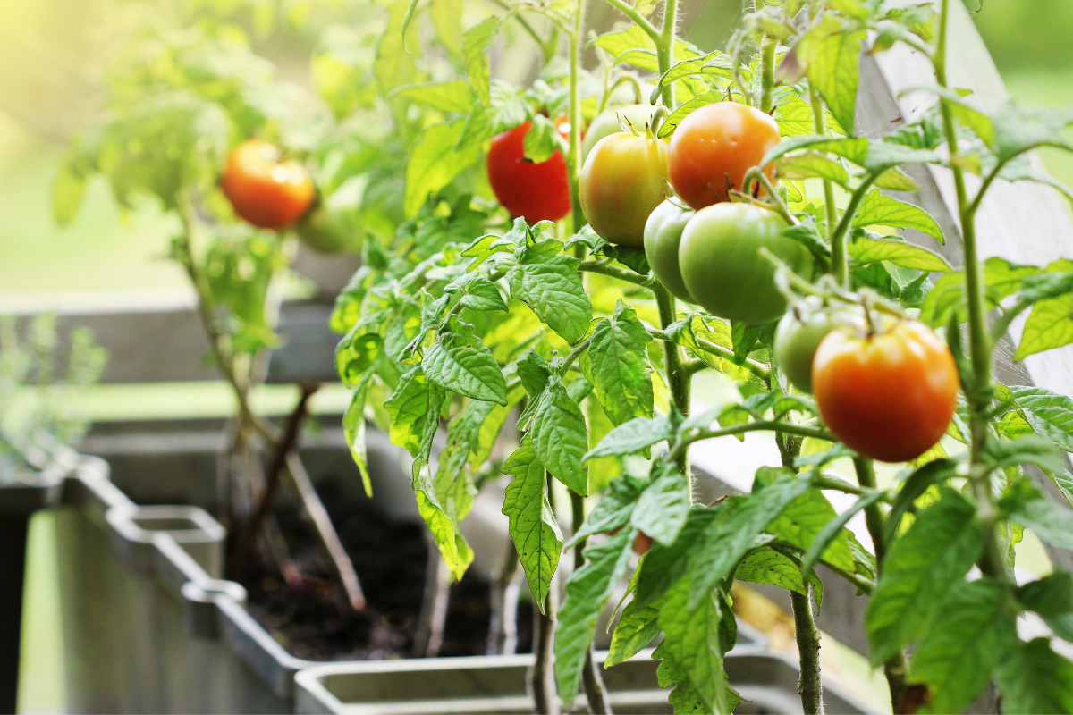 Horta em Casa: Cultive Seus Próprios Alimentos e Ervas