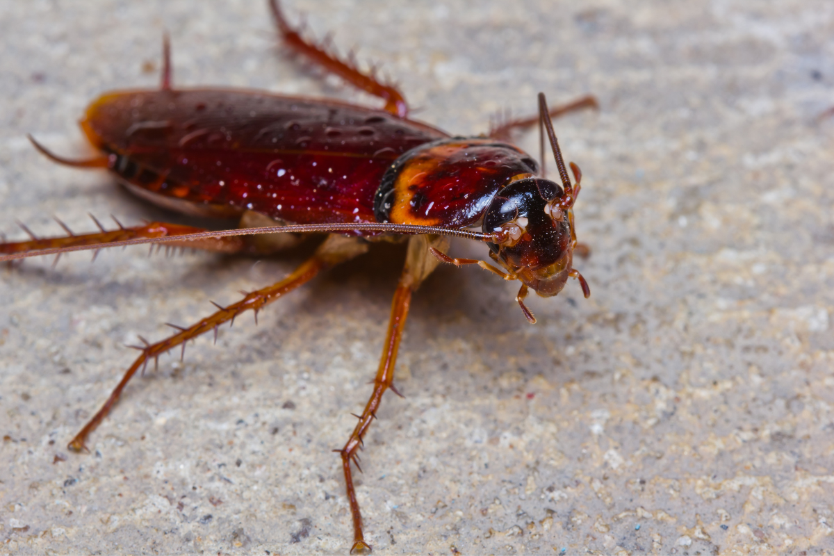 Como identificar e combater infestações de baratas em casa