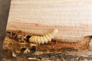 Identificando e tratando infestações de brocas em madeira