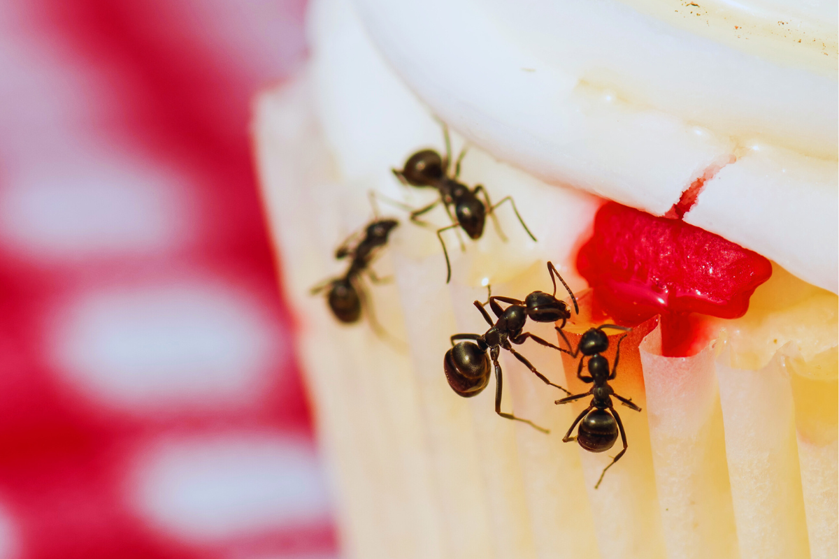 Dicas para prevenir infestações de formigas na cozinha